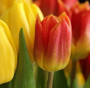 Meet your Posher, Diane